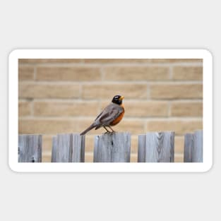 An American Robin Standing On A Fence In My Backyard Sticker